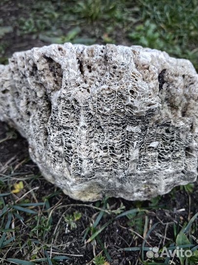 Окаменелость