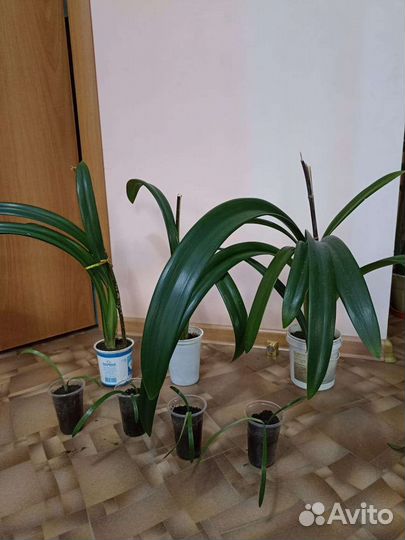 Комнатные цветы