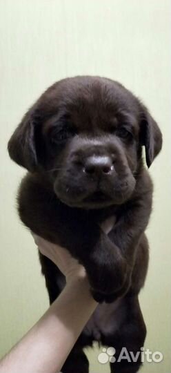 Щенки лабрадора готовы к переезду