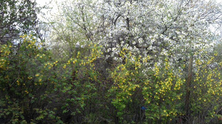 Участок 7 сот. (СНТ, ДНП)