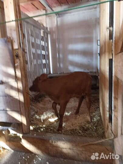 Бык на племя