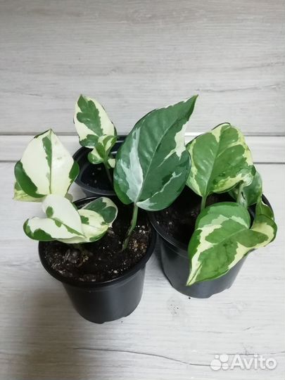 Фелодендрон Майо, папорот, эпеп, монстера, фикус