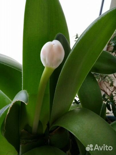 Гемантус (олений язык)