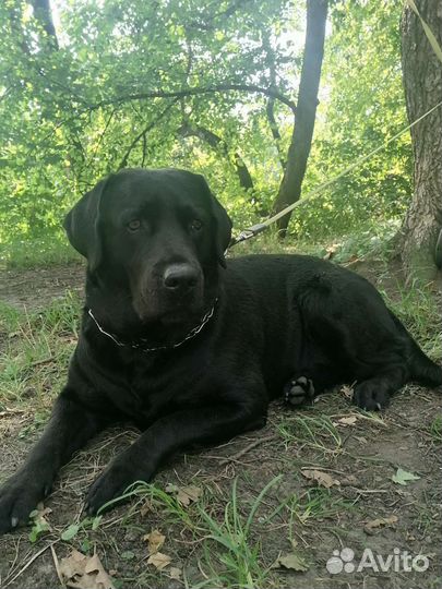 Вязка собак