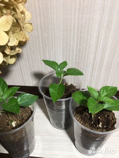 Кипрский базилик