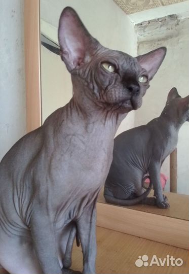 Канадский сфинкс