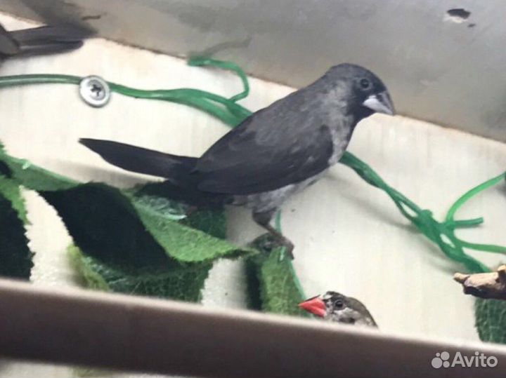 Японские амадины