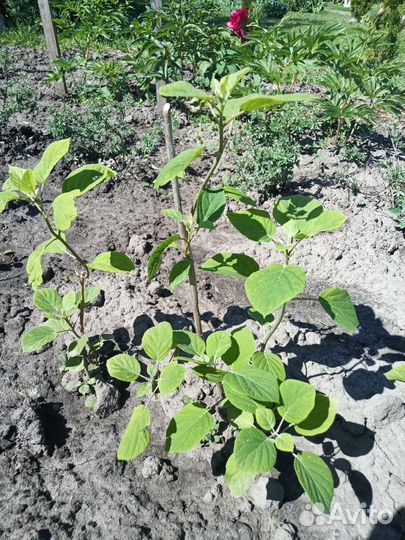 Гортензия розово-голубая и белая