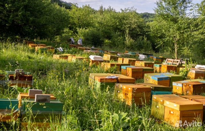 2023 года Мед из Алтая опт