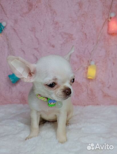 Миниатюрная дюймовочка чихуахуа