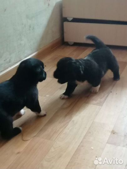 Щенок в добрые руки бесплатно маленькая порода