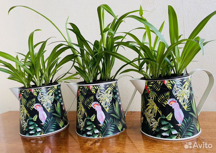 Композиция с хлорофитумом в кашпо