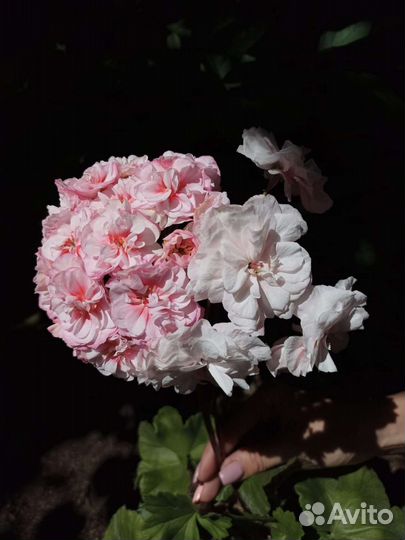 Та Гелиос пеларгония