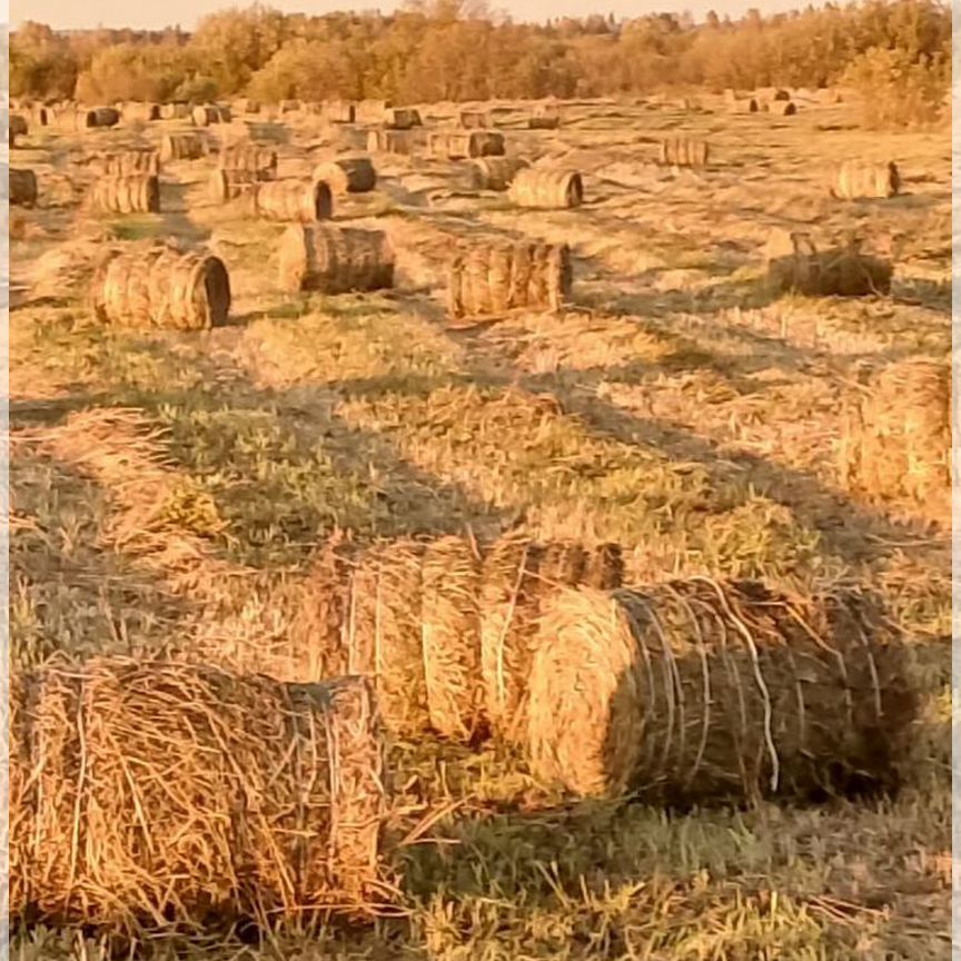 Сено в рулонах