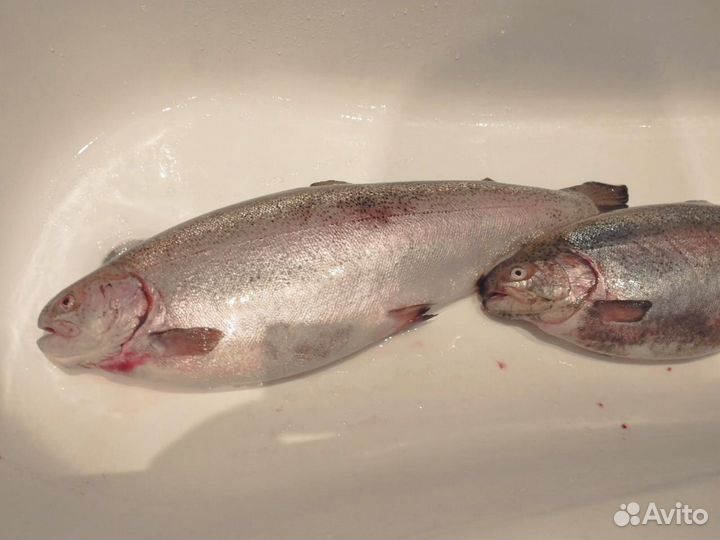 Форель розница