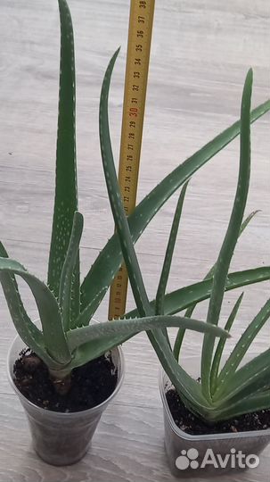 Каланхоэ лечебный, алоэ вера