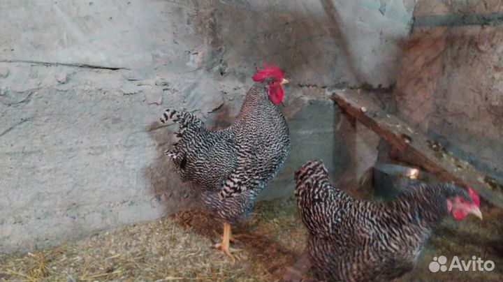 Продам петуха амрокс,петушки фавероля