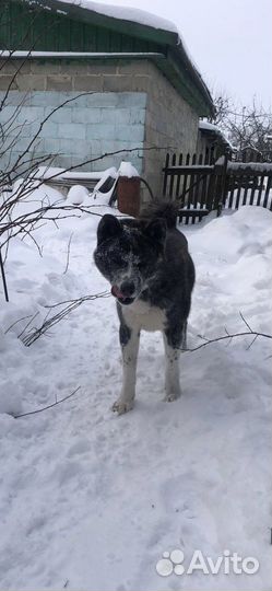 Акита ину тигровый