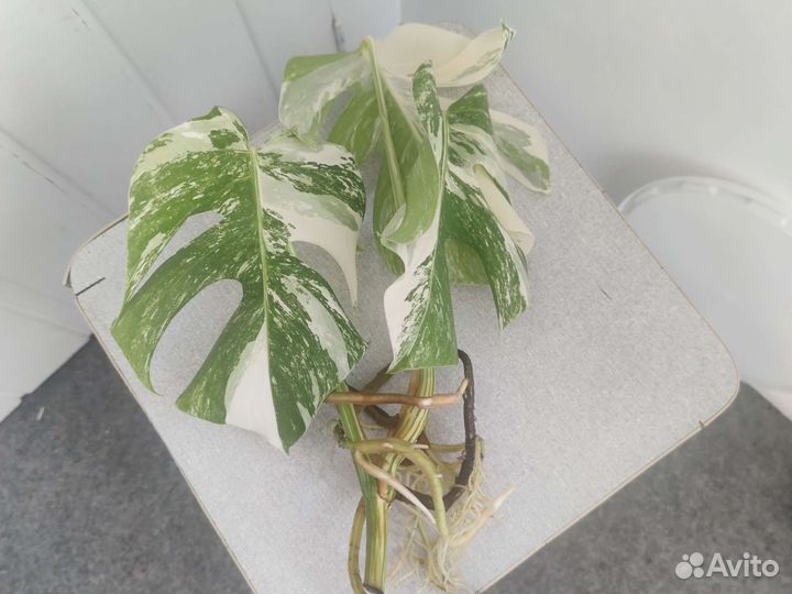 Монстера альба вариегатная