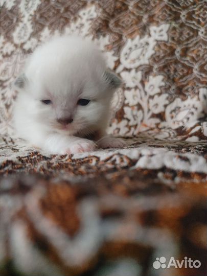 Котенок Священной Бирмы