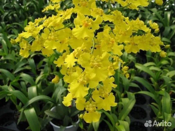 Орхидея Oncidium Mayfair