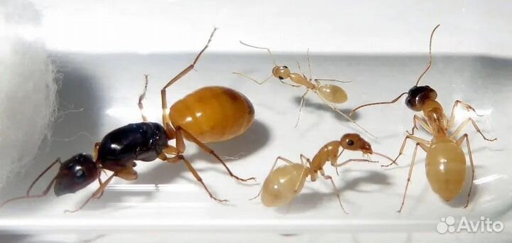 Camponotus fedtschenkoi федчи кампонотус федченкой