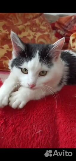 Нюша ласкуша