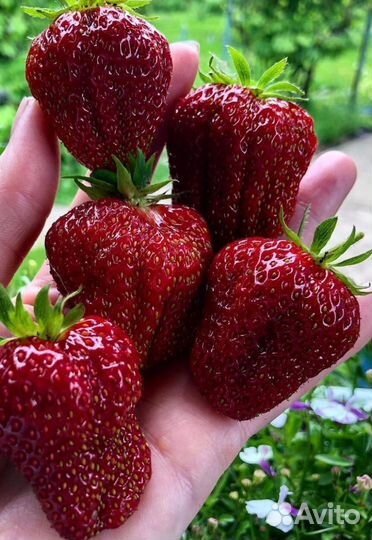 Клубника Мурано