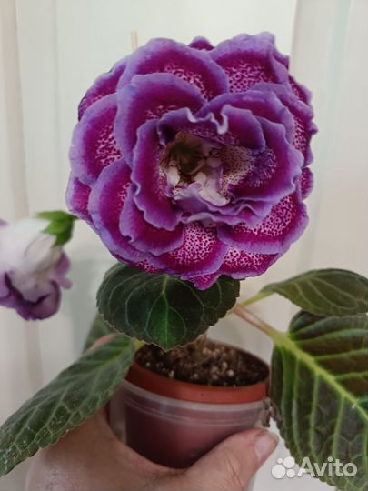 Глоксиния махровая