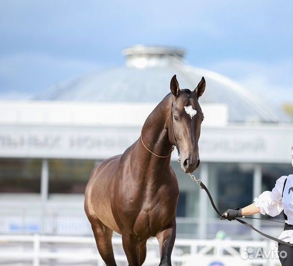 Жеребец на случку