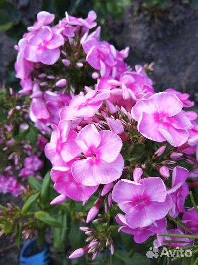 Куст розового флокса
