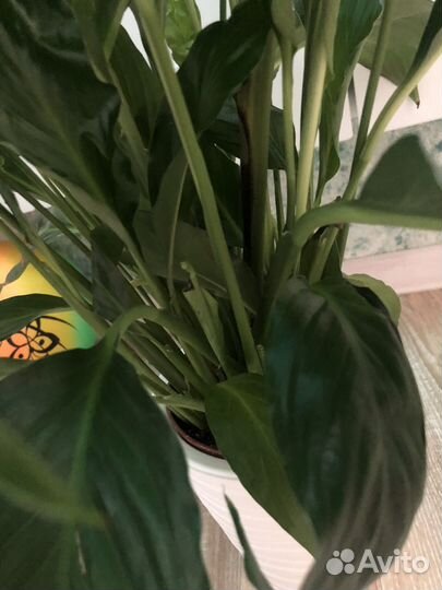 Спатифиллум