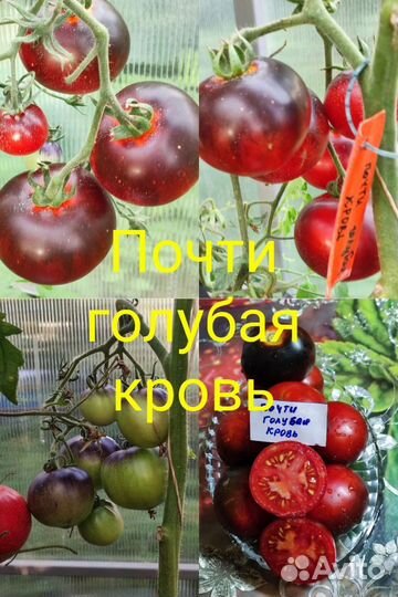 Семена мелкоплодных сортов томатов