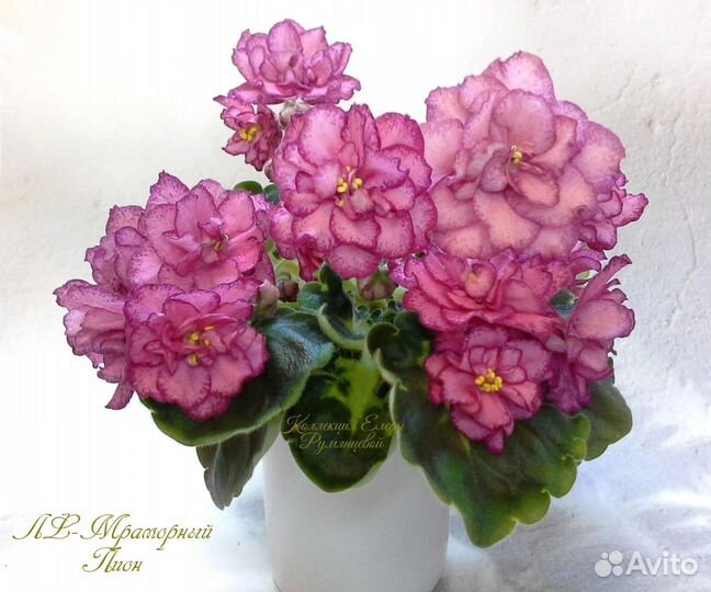 Коллекция фиалок