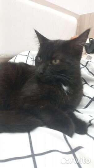 Отдам кошку