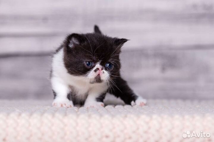 Котята экзо