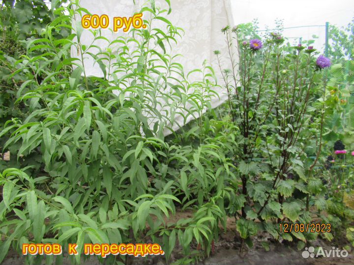 Саженцы персика