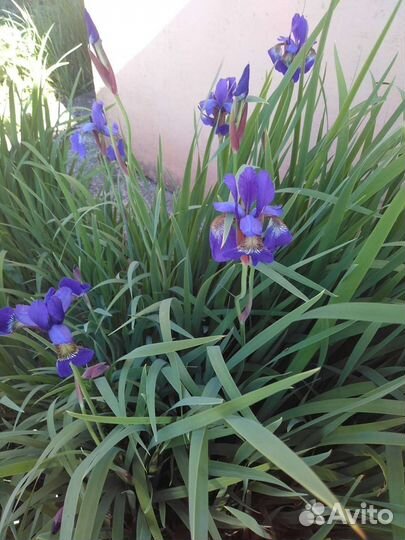 Ирисы
