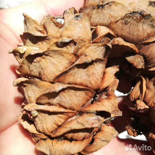 Шишка Сибирская кедровая, набор 3 шт