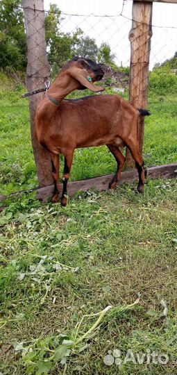 Англонубийские козы