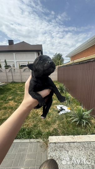 Щенки мамы Лабрадора