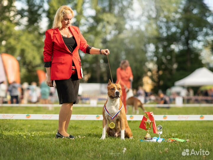Профессиональный Хендлер, дрессировка, фитнес