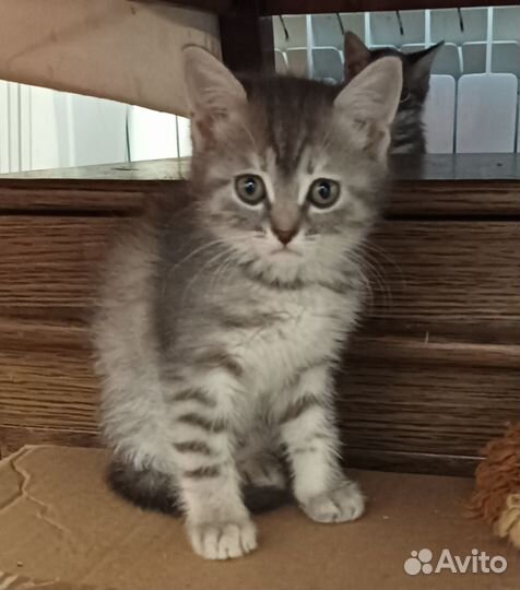 Котята 1,5 месяца