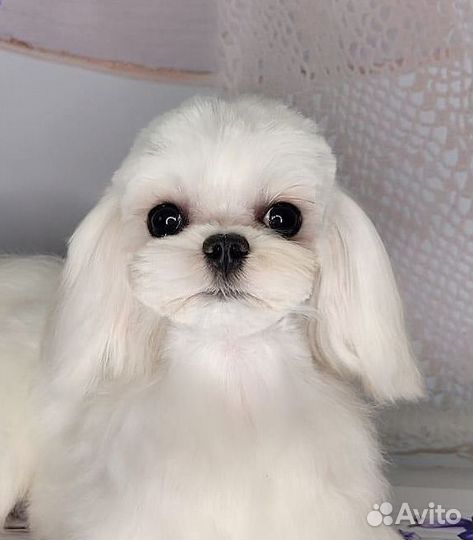 Мальтезе, мальчик мини