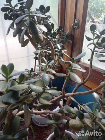 Толстянка денежное дерево