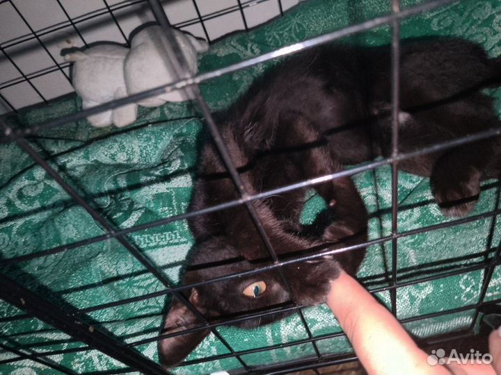 Котенок в добрые руки