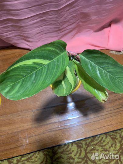 Ктенанта лубберса