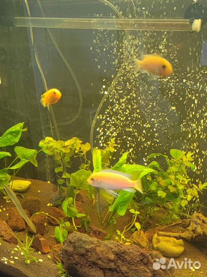 Цихлиды. Красная зебра