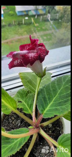 Глоксиния лав мила детки