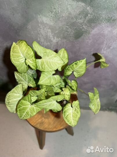 Сингониум white butterfly